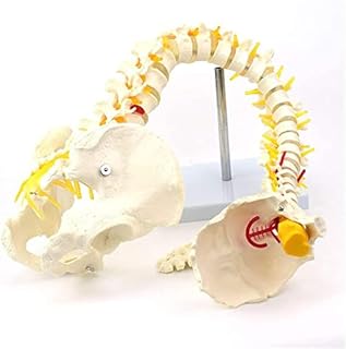 78Cm Human Spine Model Life Size Spine Anatomy Model Super Flexible Model with Pelvis and Femur Heads