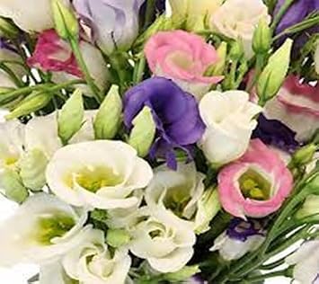 200pcs of lisianthus Flower Seeds