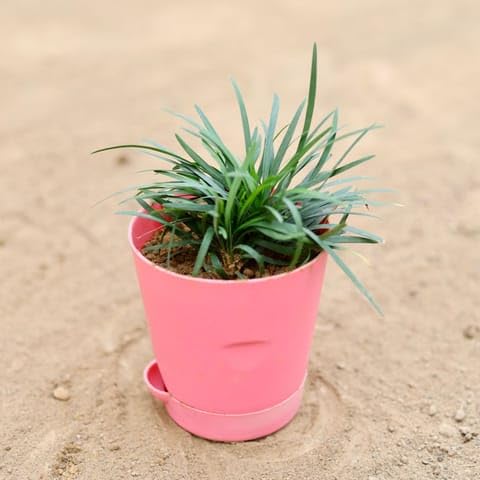 NATURE GARDEN Botanica Plants Black Grass in 4 Inch Pink Florence Self Watering Pot-image-26