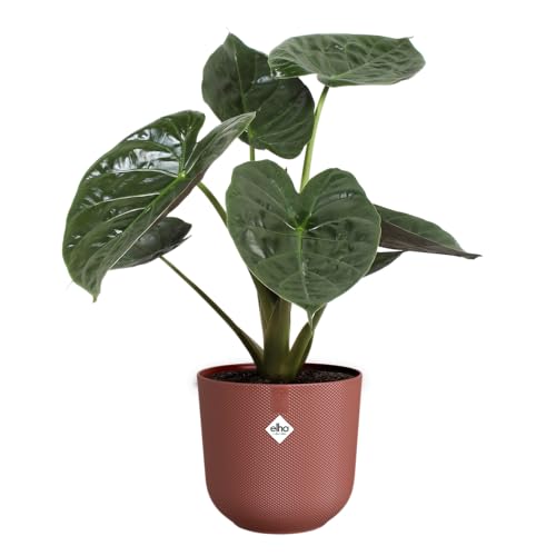 elho Jazz Round 23cm Flower Pot - Indoor Plant Pot - 100% Recycled Plastic - Unique Structure - Red/Tuscan Red - Image 3