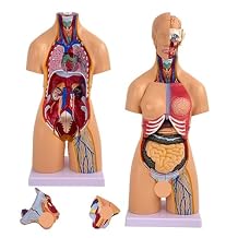 Human Anatomy Models, 21 Pcs Removable 21 inch Human Torso Anatomy Model, Bundle Set, Brain, Human Torso Body, Heart, Skeleton Model, for Medical Student, Lab & Classroom Use