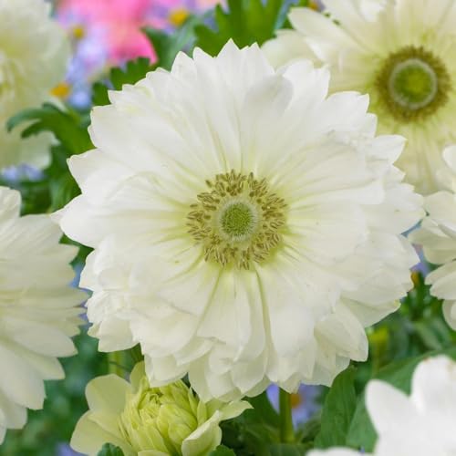 Votaniki Anemone Coronaria ‘Mount Everest’ Bulbs - White Windflowers for