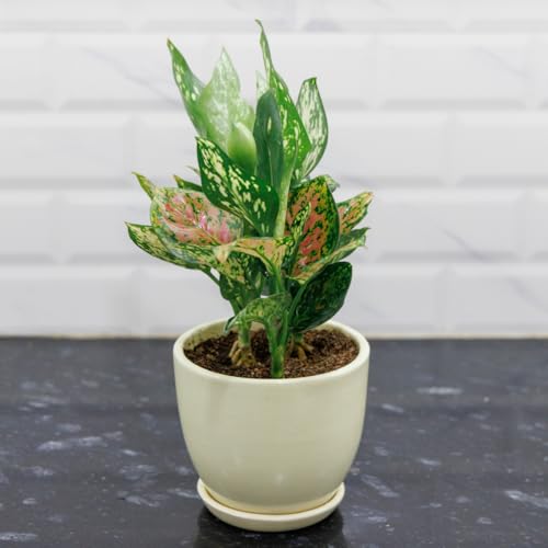 Image of Ceramic Plant Pot with Tray for Indoor Plants, Bonsai, Gift | Ceramic Planter for Living Room, Home & Office Decor (Set of 1, 5 Inches Big Plant Pot, Off-White)