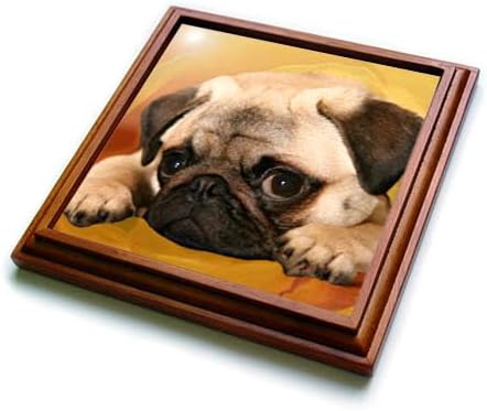 3dローズ犬パグ &ndash; パグ &ndash; 五徳 8 by 8" ブラウン B0073N89BO