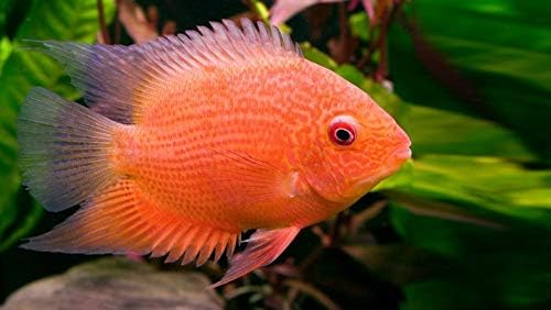 Avikalp Exclusive Awi2714 Heros Efasciatus A Tropical Freshwater Cichlid Fish in South America Full HD Wallpapers (304cm x 243cm)