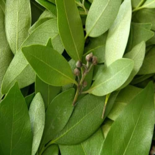 New Fresh 50pcs Green Bay Leaf Plant Seeds