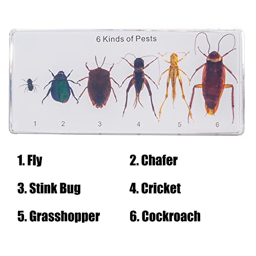 Image of Resin Insect Specimen Set, Science Toys for Kids Aged 3-12 (6 Kinds of Pests)