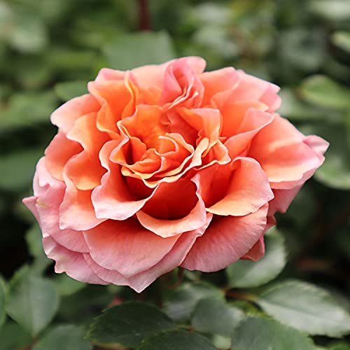 専用　バラ　苗　mil Amazon.co.jp: バラ苗 【モルゲンロート】 (中苗) フロリバンダ