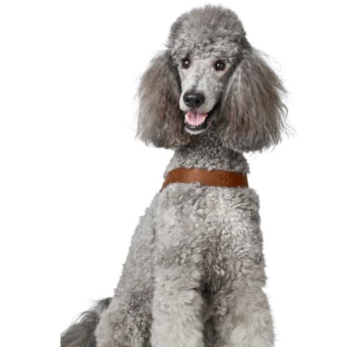 Hunter Hundegeschirr DIMARO, Farbe: Cognac, weiches & Robustes Rindsleder, hervorragende Passform, leicht anzulegen, stufenlos verstellbar, ideal für Welpen & kopfscheue Hunde, Größe: S-M