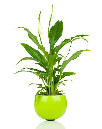 Peace Lily Fertilizer | Spathiphyllum Plant Food | Liquid Fertilizer for Spathiphyllum Pot | Peace Lily Plant | Spathiphyllum Sensation | NPK Fertilizer by Aquatic Arts