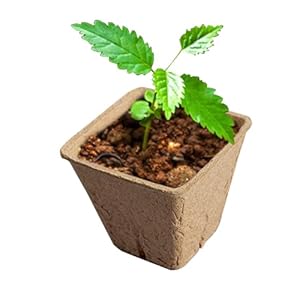 TSHESE Torftöpfe Anzuchttöpfe für Sprossen USKFD974BPZ0D5OT