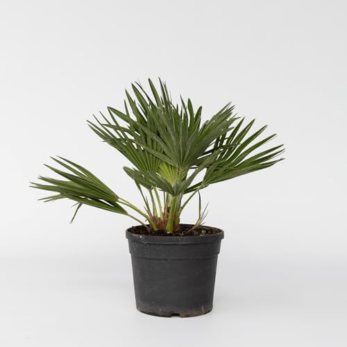 Plant in a Box - Chamaerops 'Vulcano' - Winterhart - Mediterrane Zwergpalme - Topf 19cm - Höhe 35-45cm - Gartenpflanze