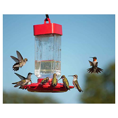 Kaytee Hummingbird Electro Nectar Ready to Use, 64oz