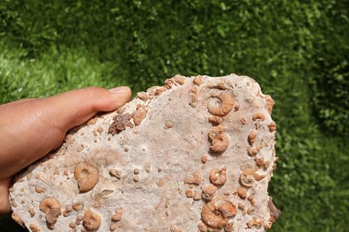 Image of Ammonites & Gastropods Plate Cretaceous Fossils Fossils from Morocco Fossil Rock ammonites Fossil from Morocco A201
