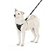 Amazon Basics Adjustable Dog Leash with Harness, Small (10-25 lbs.)