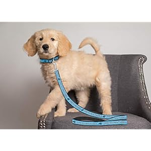   NFL-PET-Leash-Small-Carolina-Panthers-Dog-Leash-Football-Team-Leash-for-Dogs-Cats-A-Shiny-Colorful-Dog-Cat-Leash-with-Embroidered-Team-NameLogo-Licensed-by-the-NFL