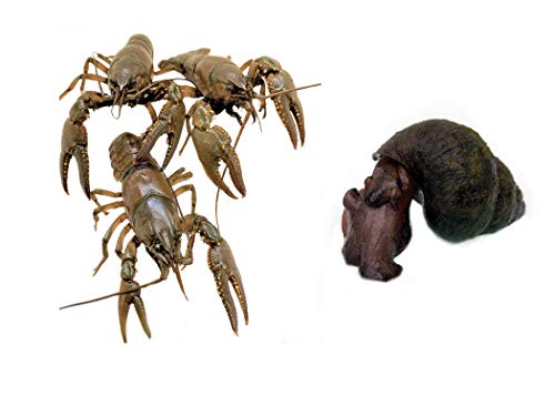 Toledo Goldfish Crayfish and Trapdoor Snail Combo from Perfect for Ponds or Aquariums - 3 of Each, 6 Count Total - Image 3