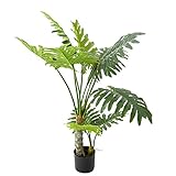 4. Merkmale üppige Blätter mit glatten Kanten