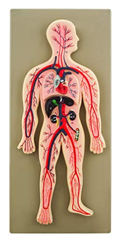 Image of Eisco Labs Human Circulatory System Model, Hand Painted