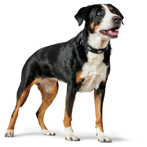 HUNTER SOFTIE STONE Hundehalsband, Kunstleder, mit Applikationen, pflegeleicht, 55 (M-L), schwarz