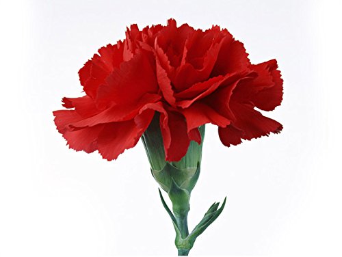 Nema Red Carnation seeds - 100 Pcs-image-16