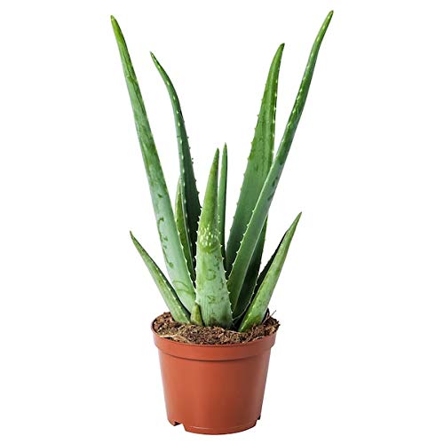 Creative Farmer Aloe Vera Ghrita-Kumari Absorbing Co2 Herbal Medicinal Plant  for Office : Amazon.in: Garden & Outdoors