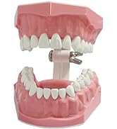 Dental Model Standard Size for Brushing Flossing Practice - Silicone Teeth Typodonts with Visible...