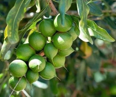 Nut Tree Macadamia Plant Live Fruit Tree Outdoor Sapling Original Australia Type Pack of 1