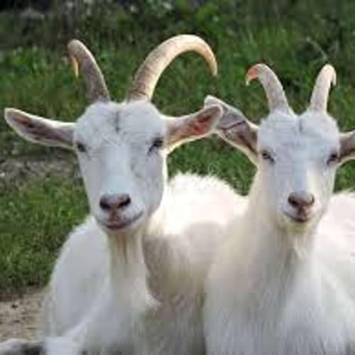 Parsha Analysis - Acharei Mot &ndash; Kedoshim: The Torah's Two Goats - Jewish Wisdom: When Good And Evil Look The Same