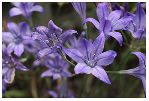 20 Triteleia Queen Fabiola Brodiaea Autumn Planting Bulbs Spring Summer Flowering Garden Perennials