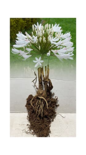 2 Agapanthus Alba Africanus (Lily of The Nile) Bare Root Garden Summer Perennial : - by GARTHWAITE NURSERIES® : - UK Stockist