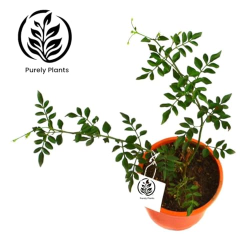 Image of LIVE PLANT (SMALL, CHAMELI)