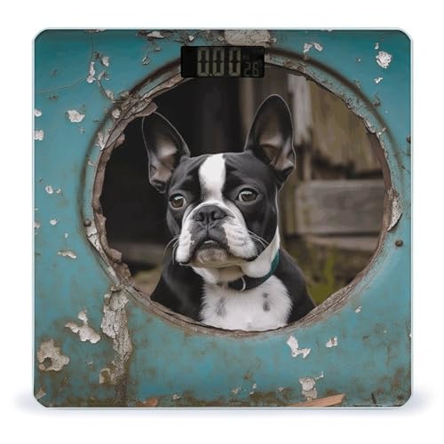 Báscula digital para peso corporal Boston Terrier miniatura 1