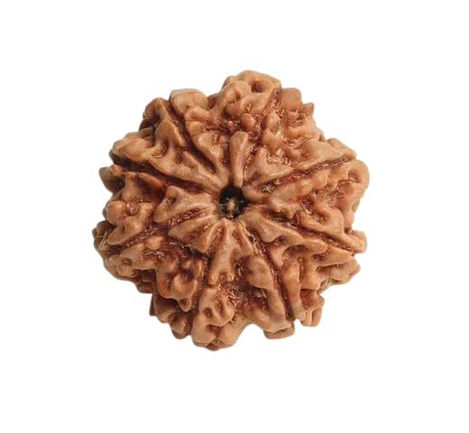 8 Face Rudraksha Bead आठ मुखी रुद्राक्ष ओरिजिनल सर्टिफाइड Pure 8 Mukhi Rudraksha Silver Pendant Asli Aath Mukhi Rudrakha Nepali For Puja-image-23