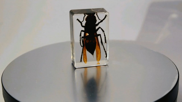 Image of 44mm Real Asian Giant Hornet in Crystal Clear Lucite Resin Crafts Specimen Preserved Various Animal Insect Bug Taxidermy Collection for Biology Science Education & Desk Ornament Display Supplies