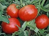 Mountain Pride Tomato Seed