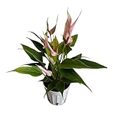 Hopewind Plants Shop Anthurium (12'-14' Tall) Unique and Gorgeous Live Indoor Plant, Easy Care and Easy to Grow, Bloom Plant, 4 inch Pot (Lily Pink)