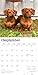 Miniature Dachshunds | 2026 12 x 24 Inch (Hanging) Monthly Square Wall Calendar | Plastic-Free | BrownTrout | Animals Small Dog Breeds