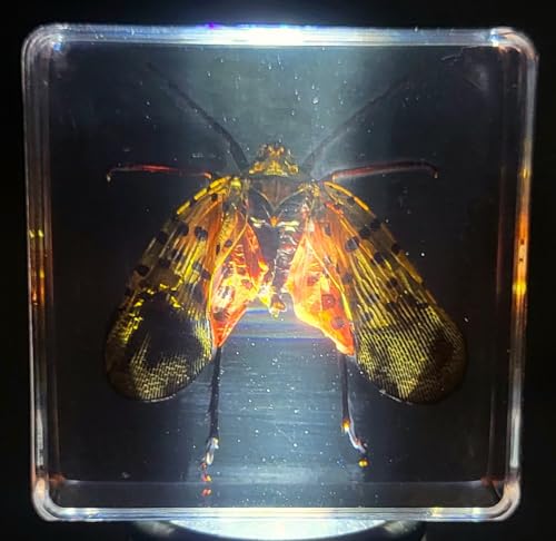 Image of 38mm Real Spotted Lanternfly Cicada in Crystal Clear Lucite Resin Specimen Preserved Small Insect Taxidermy Decor Crafts Collection for Biology Science Education & Desk Display Supplies
