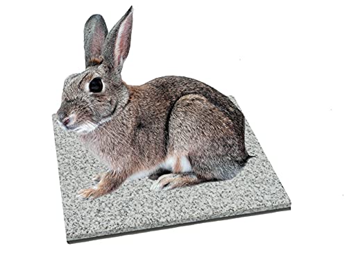 DiConcetto Pierre à gratter et rafraîchir pour rongeurs Clair 30 x 30 cm Cover