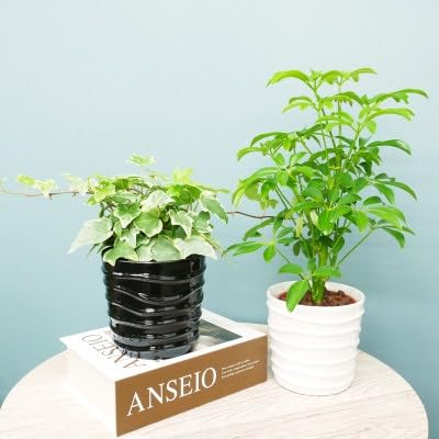 ハイミニみなも2個セット&栄養剤(オススメの観葉植物でお届け)