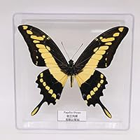 蝶　剥製 71VtX0PJ60L._UF350,350_QL80_.jpg