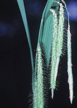 Fringed Sedge (Carex crinita), Seed Packet, True Native Seed