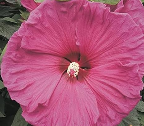 XXL Hibiscus moscheutos 'Jazzberry Jam' ® Riesenhibiskus ...
