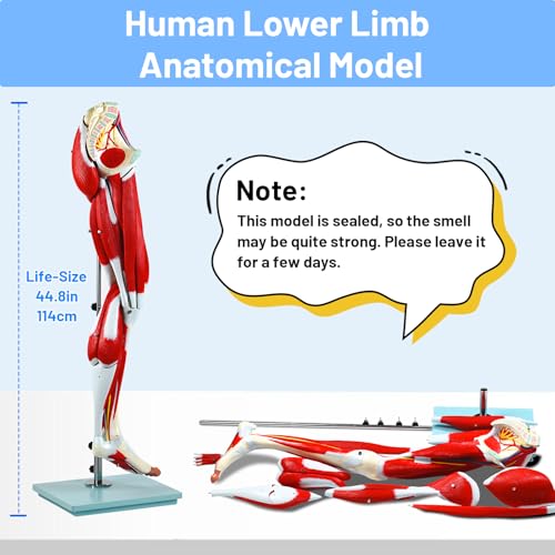 Image of JNMFTD Human Leg Muscles Anatomy Model, 45in Life Size 14 Parts Lower Limbs Removable Arteries Nerves Bones Veins Tendon Foot with Product Manual Wooden Base for Study Teaching Medical Educational