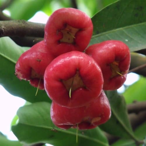 AMK Jardinagem e Paisagismo, Muda de Jambo Roxo 20 a 40cm AMK - Plantas Online