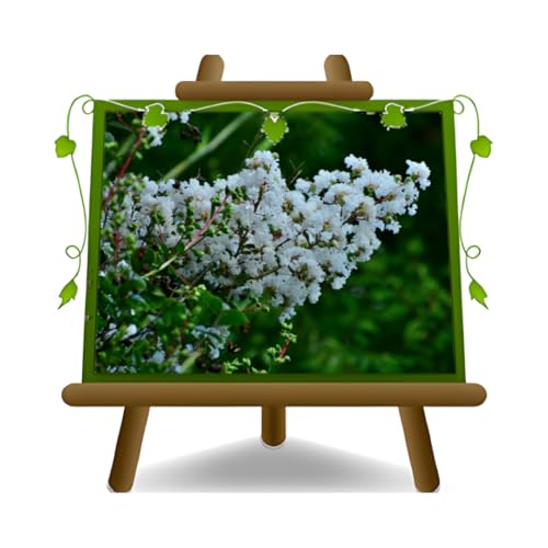 EURO PLANTS VIVAI Lagerstroemia Indica Arbusto Blanco Planta Ornamental - en maceta de 24 cm - Altura 120 cm