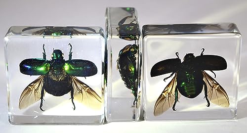 Image of 38mm Real Green Chafer Beetle w /Open Wings in Crystal Clear Lucite Resin Crafts Specimen Preserved Various Animal Insect Bug Taxidermy Collection for Biology Science Education & Desk Ornament Display