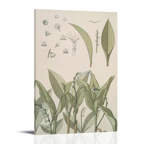 Affiche Botanique Du Muguet Art Nouveau 1896 Verneuil Décoration Murale Salon 30x45cm