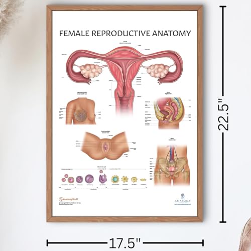 Image of Anatomy Lab Human Female Reproductive System Anatomy Poster, Laminated | Anatomy and Physiology, 17.3 x 22.5 Inches, Body System Diagram, Anatomical Chart for Education Learning and Students